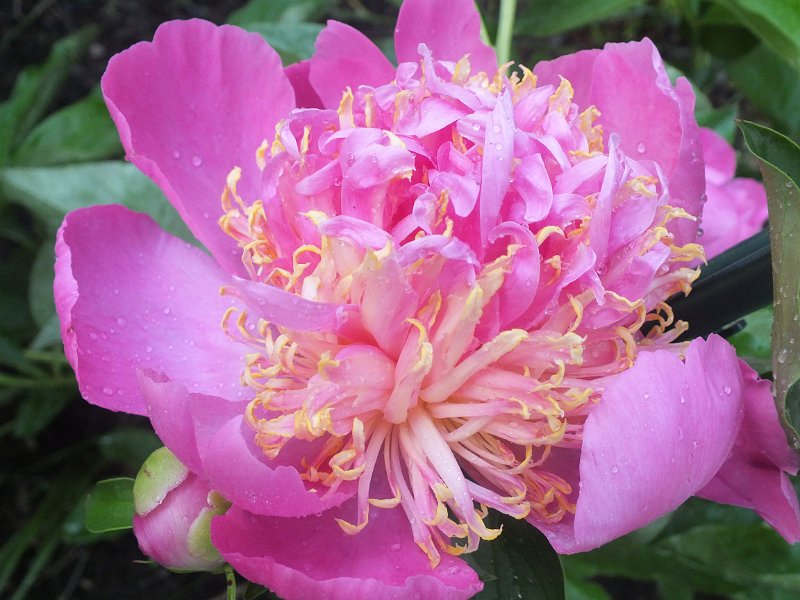 peony14 (33)